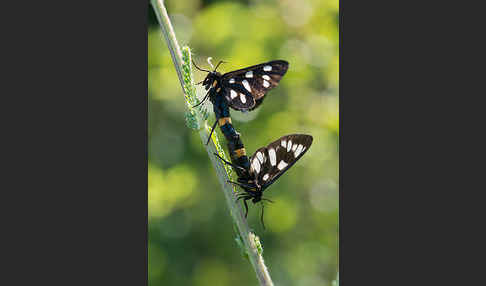 Weißfleckwidderchen (Syntomis phegea)