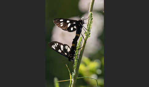 Weißfleckwidderchen (Syntomis phegea)