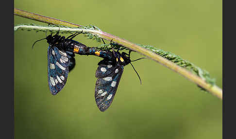 Weißfleckwidderchen (Syntomis phegea)