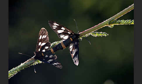 Weißfleckwidderchen (Syntomis phegea)