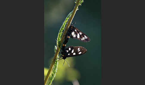 Weißfleckwidderchen (Syntomis phegea)