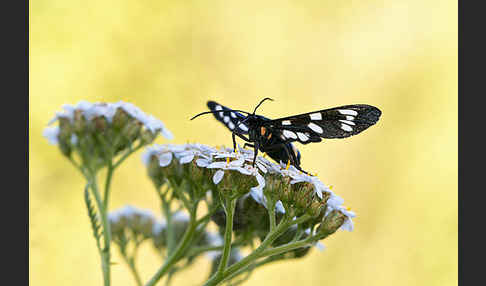 Weißfleckwidderchen (Syntomis phegea)