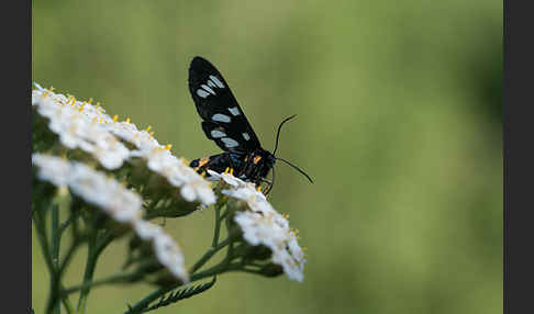 Weißfleckwidderchen (Syntomis phegea)