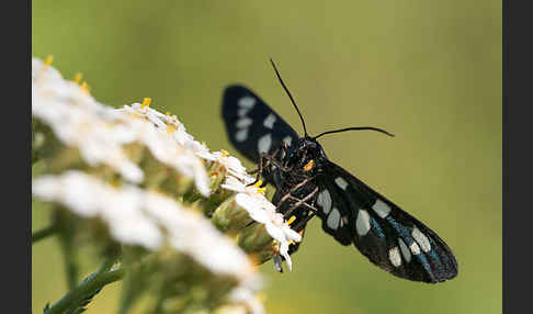 Weißfleckwidderchen (Syntomis phegea)