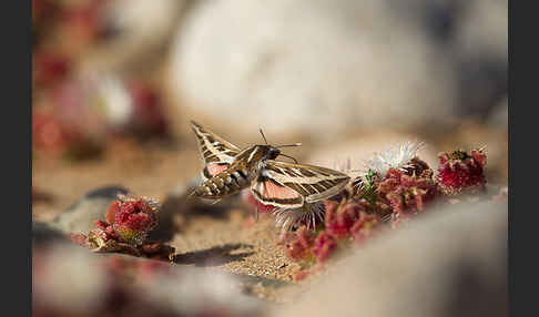 Linienschwärmer (Hyles livornica)