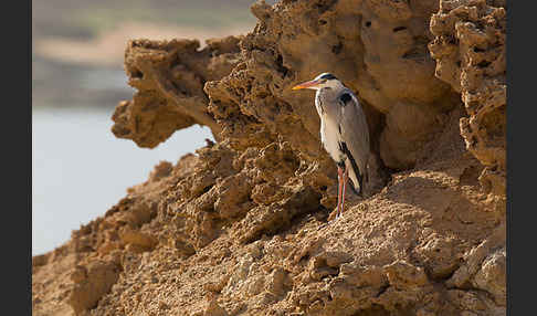 Graureiher (Ardea cinerea)