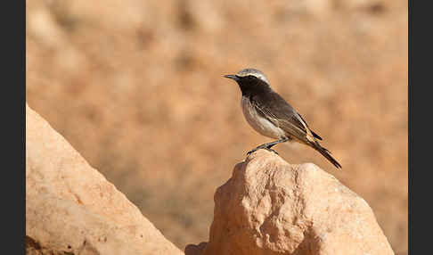 Fahlbürzelsteinschmätzer (Oenanthe moesta)