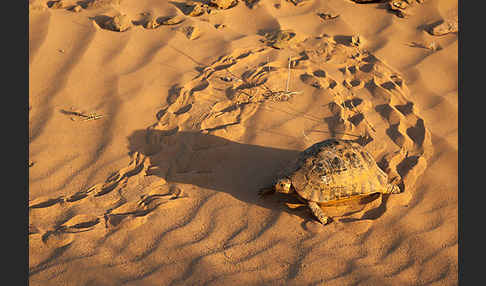 Maurische Landschildkröte (Testudo graeca)