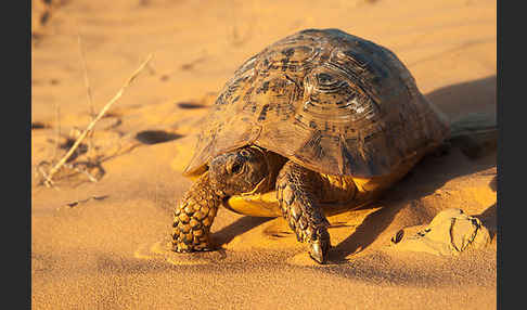 Maurische Landschildkröte (Testudo graeca)