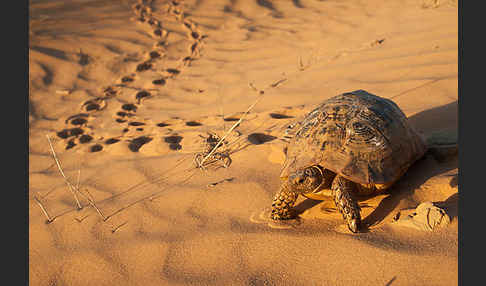 Maurische Landschildkröte (Testudo graeca)