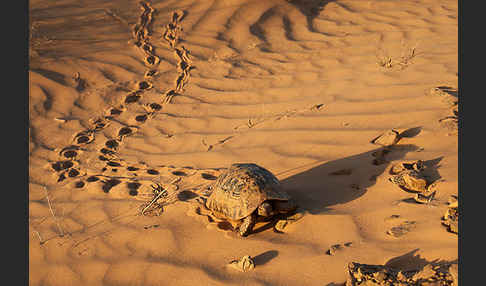 Maurische Landschildkröte (Testudo graeca)