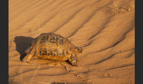 Maurische Landschildkröte (Testudo graeca)