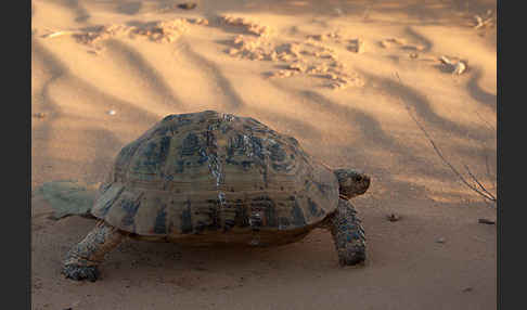 Maurische Landschildkröte (Testudo graeca)