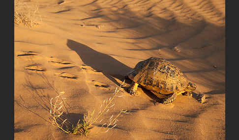 Maurische Landschildkröte (Testudo graeca)