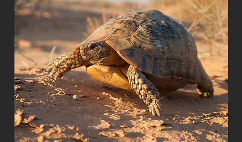 Maurische Landschildkröte (Testudo graeca)