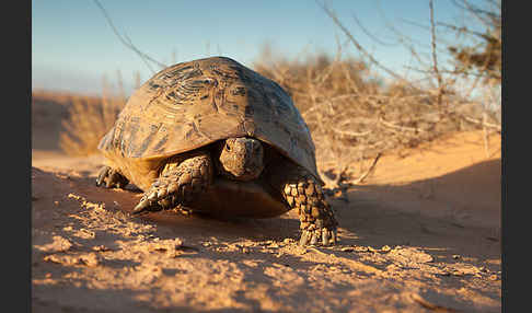 Maurische Landschildkröte (Testudo graeca)