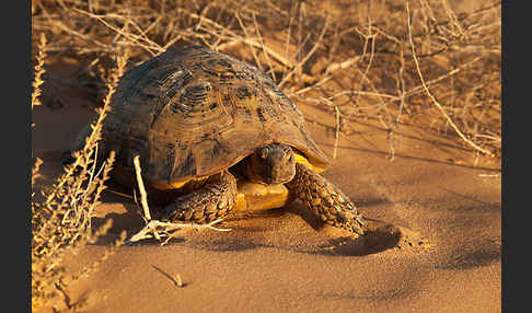 Maurische Landschildkröte (Testudo graeca)