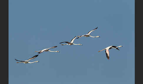 Rosaflamingo (Phoenicopterus roseus)