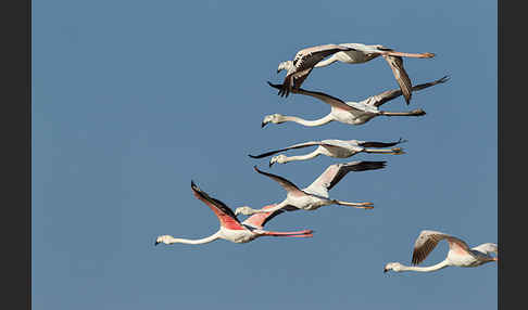 Rosaflamingo (Phoenicopterus roseus)