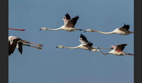 Rosaflamingo (Phoenicopterus roseus)