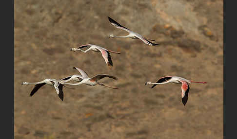 Rosaflamingo (Phoenicopterus roseus)