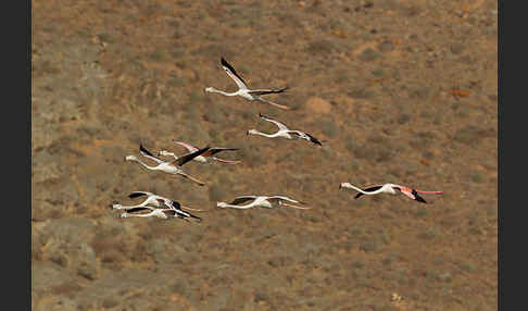 Rosaflamingo (Phoenicopterus roseus)