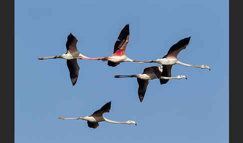 Rosaflamingo (Phoenicopterus roseus)