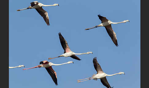 Rosaflamingo (Phoenicopterus roseus)