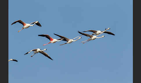 Rosaflamingo (Phoenicopterus roseus)