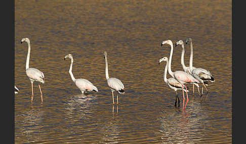 Rosaflamingo (Phoenicopterus roseus)