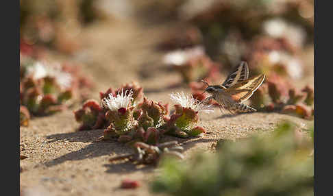 Linienschwärmer (Hyles livornica)