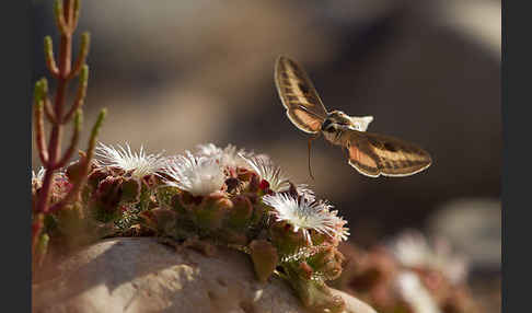 Linienschwärmer (Hyles livornica)