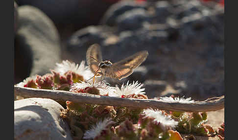 Linienschwärmer (Hyles livornica)