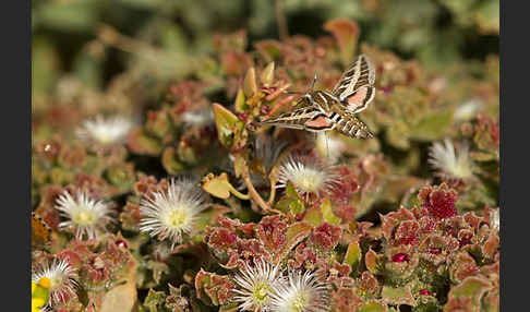 Linienschwärmer (Hyles livornica)