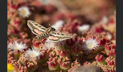 Linienschwärmer (Hyles livornica)