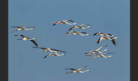 Rosaflamingo (Phoenicopterus roseus)