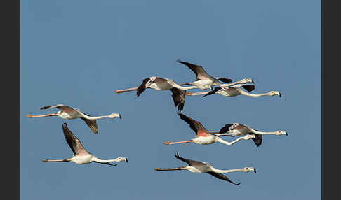 Rosaflamingo (Phoenicopterus roseus)