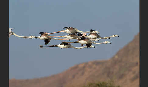 Rosaflamingo (Phoenicopterus roseus)