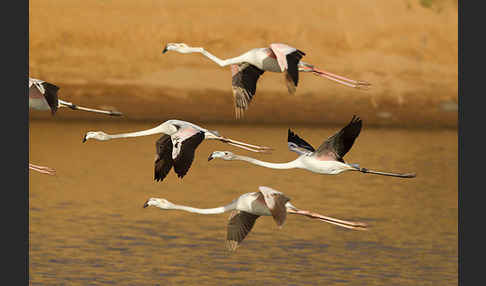 Rosaflamingo (Phoenicopterus roseus)