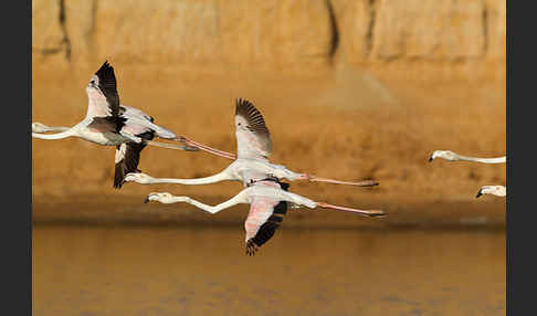 Rosaflamingo (Phoenicopterus roseus)