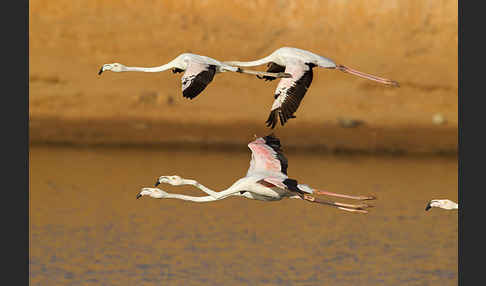 Rosaflamingo (Phoenicopterus roseus)