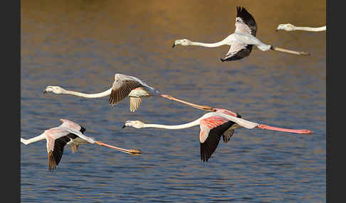 Rosaflamingo (Phoenicopterus roseus)