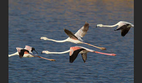 Rosaflamingo (Phoenicopterus roseus)