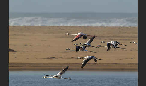 Rosaflamingo (Phoenicopterus roseus)