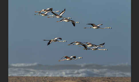 Rosaflamingo (Phoenicopterus roseus)