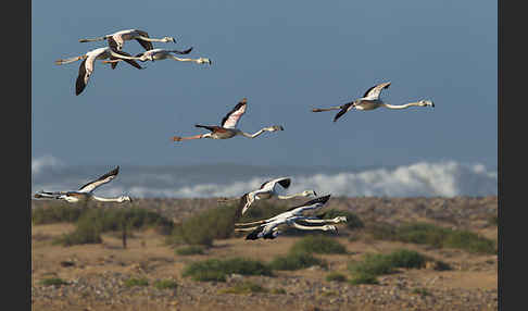 Rosaflamingo (Phoenicopterus roseus)