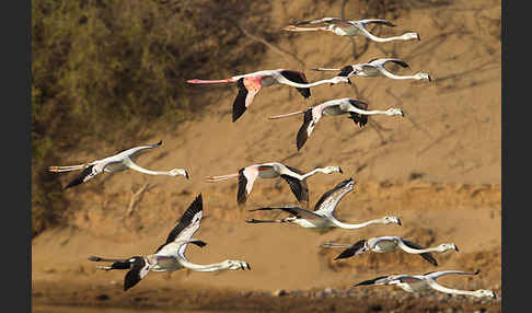 Rosaflamingo (Phoenicopterus roseus)