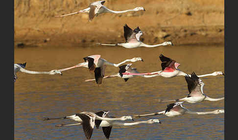 Rosaflamingo (Phoenicopterus roseus)