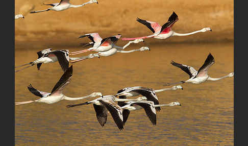 Rosaflamingo (Phoenicopterus roseus)