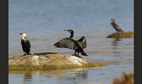 Kormoran (Phalacrocorax carbo)